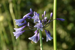 Agapanthus 'Liam's lilac' (bladverliezend)