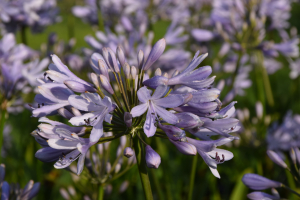 Agapanthus 'Lilac flash' (bladhoudend)