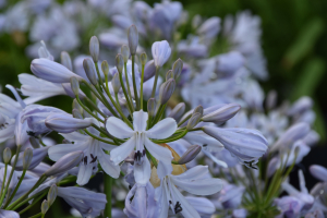 Agapanthus 'Lilac flash' (bladhoudend)