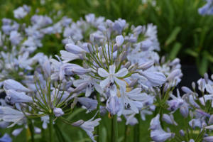 Agapanthus 'Lilac flash' (à feuillage persistant)