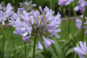 Agapanthus 'Lilac flash' (bladhoudend)