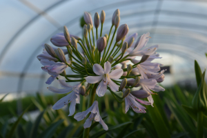 Agapanthus 'Lilac flash' (bladhoudend)