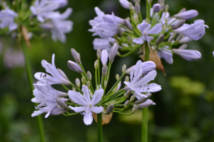 Agapanthus 'Lilac flash' (bladhoudend)