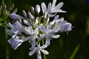 Agapanthus 'Lilac flash' (bladhoudend)