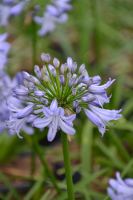 Agapanthus 'Little Dutch Blue' (bladhoudend)