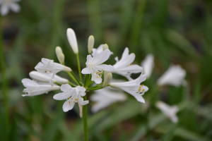 Agapanthus 'Little Dutch White' (bladhoudend)