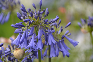 Agapanthus 'Loch Hope' (bladverliezend)