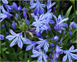 Agapanthus 'Charlotte'