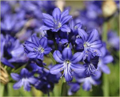 Agapanthus &#039;Maurice&#039; (à feuillage caduque)