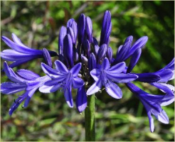 Agapanthus 'Navy blue'