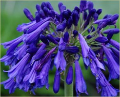 Agapanthus &#039;Purple Cloud&#039; (à feuillage caduque)