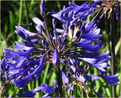 Agapanthus 'Bressingham Blue' (bladverliezend)