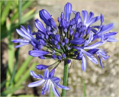 Agapanthus 'Marijke' (à feuillage persistant)