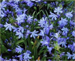 Agapanthus 'Charlotte'