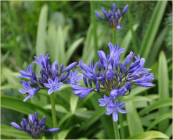 Agapanthus 'Navy Blue' (à feuillage caduque)