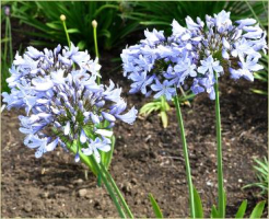 Agapanthus &#039;Rotterdam&#039; (à feuillage caduque)