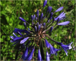 Agapanthus 'Bressingham Blue' (bladverliezend)