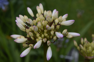 Agapanthus 'Malaga' (bladverliezend)