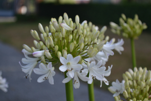 Agapanthus &#039;Malaga&#039; (à feuillage caduque)