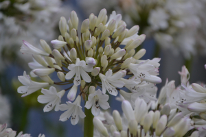 Agapanthus 'Malaga' (bladverliezend)