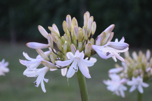 Agapanthus 'Margarita ®’ (bladverliezend)