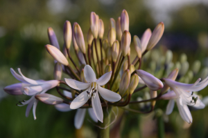 Agapanthus 'Margarita ®’ (bladverliezend)