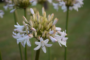 Agapanthus 'Margarita ®’ (bladverliezend)