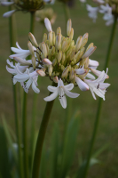 Agapanthus 'Margarita ®’ (bladverliezend)