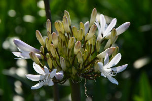 Agapanthus 'Margarita ®’ (bladverliezend)