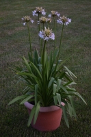 Agapanthus 'Margarita ®’ (bladverliezend)