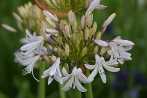 Agapanthus 'Margarita ®’ (bladverliezend)