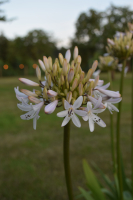 Agapanthus 'Margarita ®’ (bladverliezend)