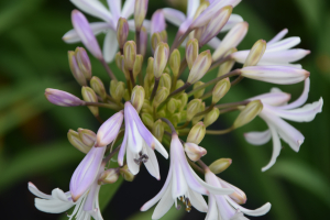 Agapanthus 'Margarita ®’ (bladverliezend)