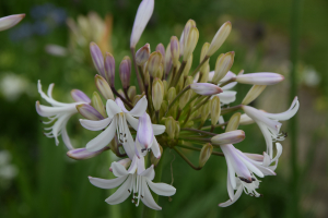 Agapanthus 'Margarita ®’ (bladverliezend)