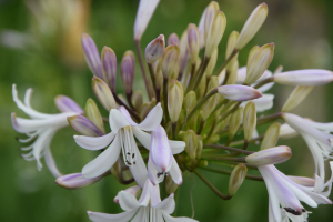 Agapanthus 'Margarita ®’ (bladverliezend)