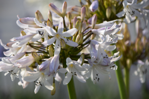 Agapanthus 'Margarita ®’ (bladverliezend)