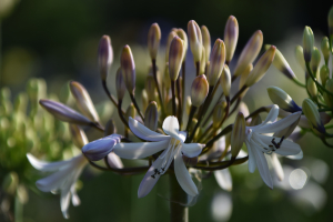 Agapanthus 'Margarita ®’ (bladverliezend)