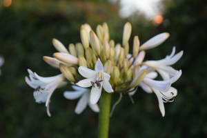 Agapanthus 'Margarita ®’ (bladverliezend)