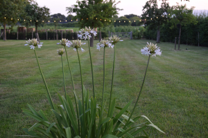 Agapanthus 'Margarita ®’ (bladverliezend)