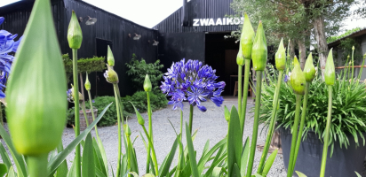 Agapanthus 'Marijke' (bladhoudend)