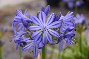 Agapanthus 'Marijke'