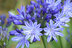 Agapanthus 'Marijke' (bladhoudend)