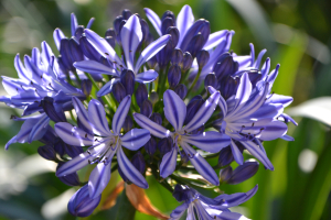 Agapanthus 'Marijke' (bladhoudend)