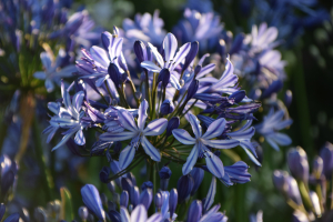 Agapanthus 'Marijke' (bladhoudend)
