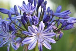 Agapanthus 'Marijke' (bladhoudend)