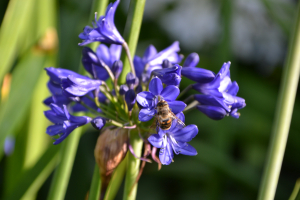 Agapanthus 'Maurice' (bladverliezend)