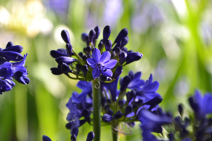 Agapanthus 'Maurice' (bladverliezend)