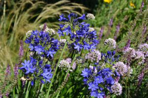 Agapanthus 'Maurice' (bladverliezend)