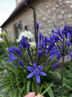 Agapanthus 'Medusa ®' (bladhoudend)