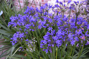 Agapanthus 'Medusa ®' (bladhoudend)
